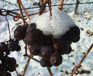 Grappolo gelato - il vino del ghiaccio di Chiomonte