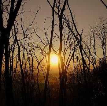 Sunrise through the sleeping trees