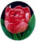 Pralormo tulipano