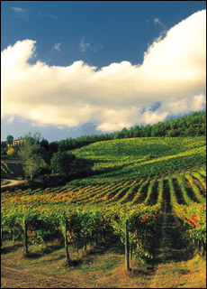 paesaggio_vino