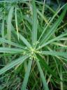 Papiro