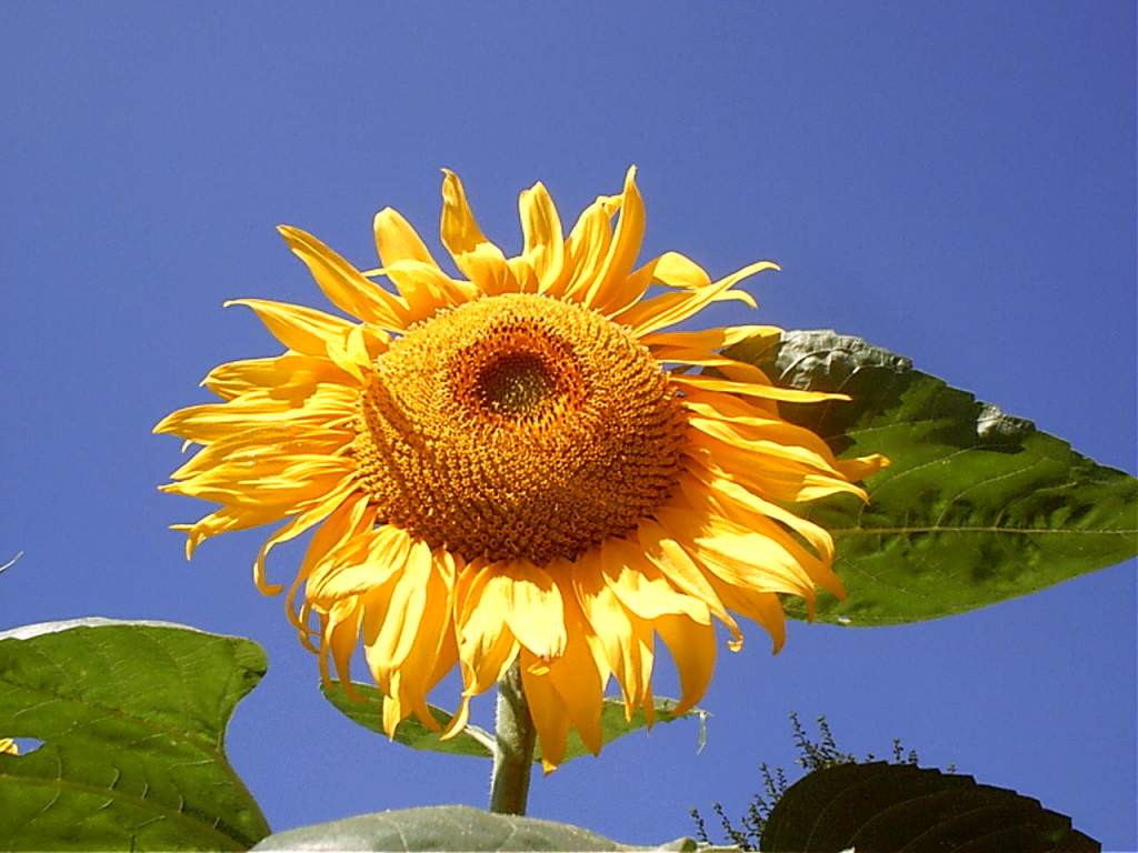 Girasole