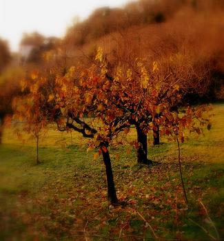 Tree in the morning light