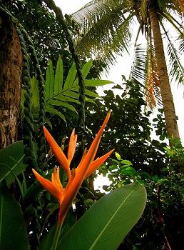 fiore in una foresta