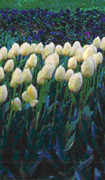tulipani