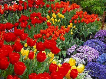 tulipani
