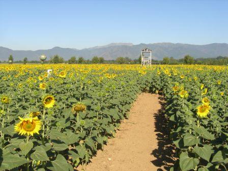 labirinto solare tra girasoli