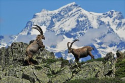 la biodiversità nelle Alpi