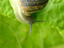 Naturae